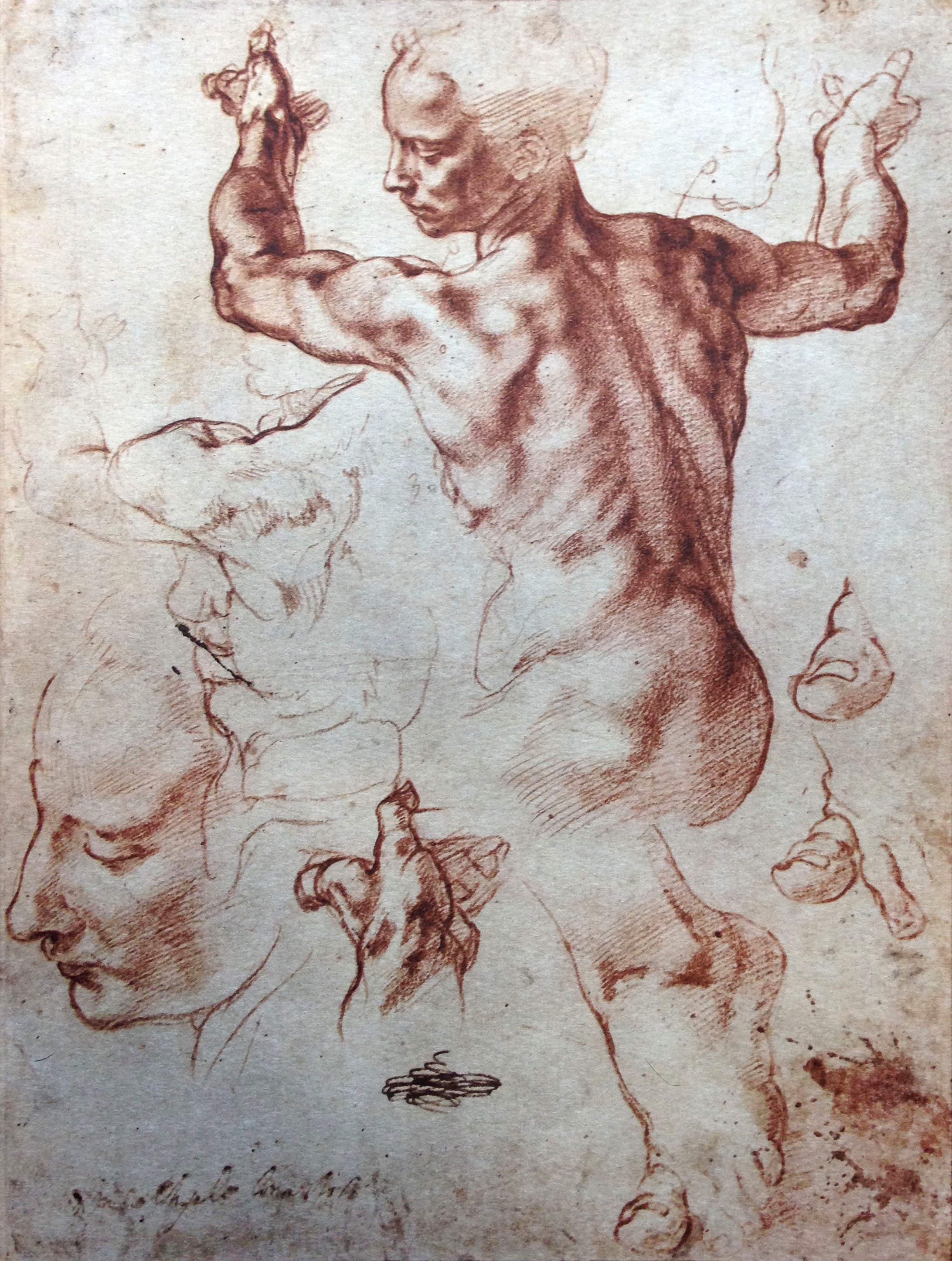 Michelangelo, red chalk study sheet with a nude torso, arms raised, and a profile head study