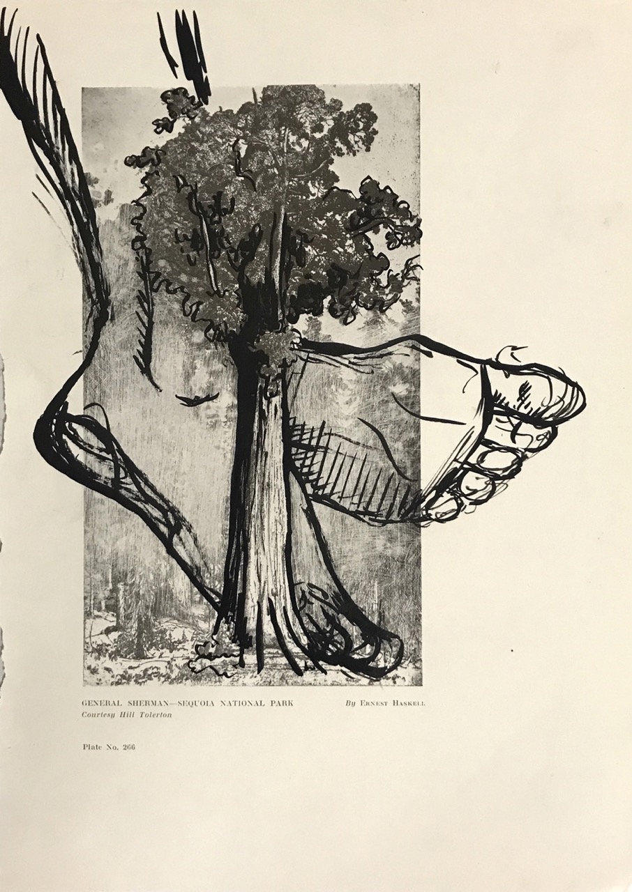 Student sumi ink drawing over a black and white printed image of a tree, combining gestural mark-making with photographic imagery